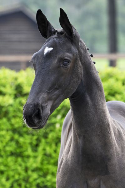 CHAPTER ONE LB Z - Out of sister to 1.60m jumping HH Whisky Royale